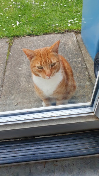 ‘Do cats have any friends?’