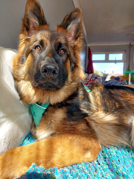 Is there a breed I'm missing?