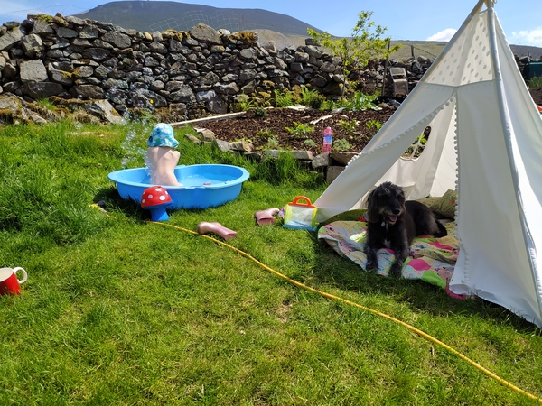 My garden this morning