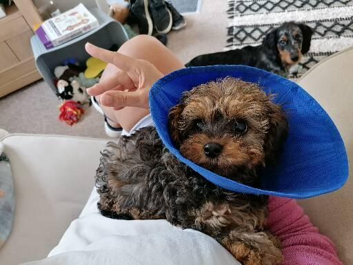 Puppy with amputated leg..