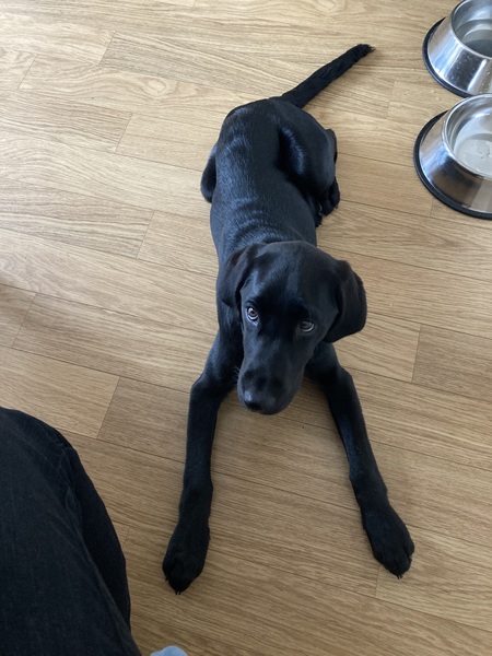 Puppy Survival Thread - May