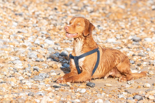 Name your crossbreed - I have a Whaffy.