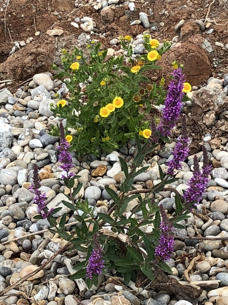 Nature appreciation thread