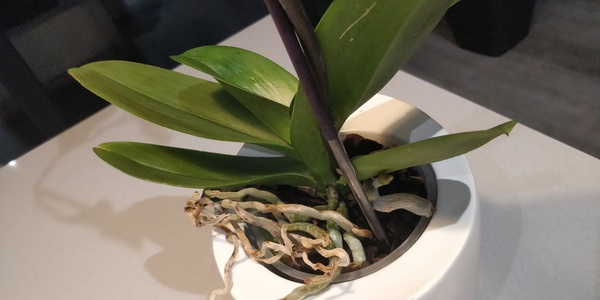 Orchids