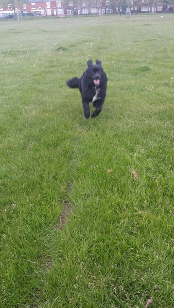 6 month old lost recall completely