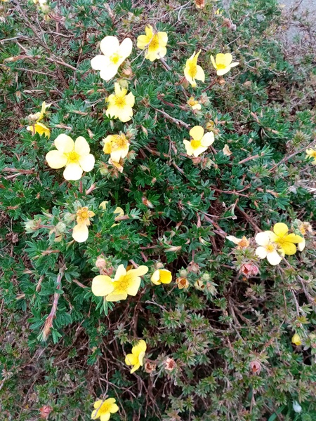 Another plant ID one