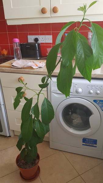 Help me prune this lockdown avocado plant please