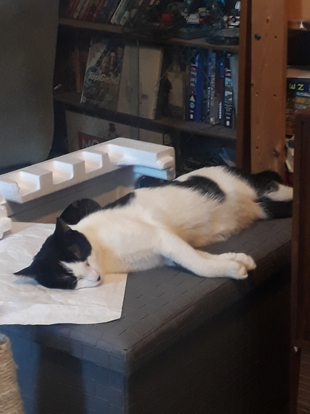 Let's see your sleeping cat pictures