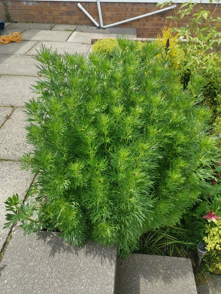 Wolfsbane