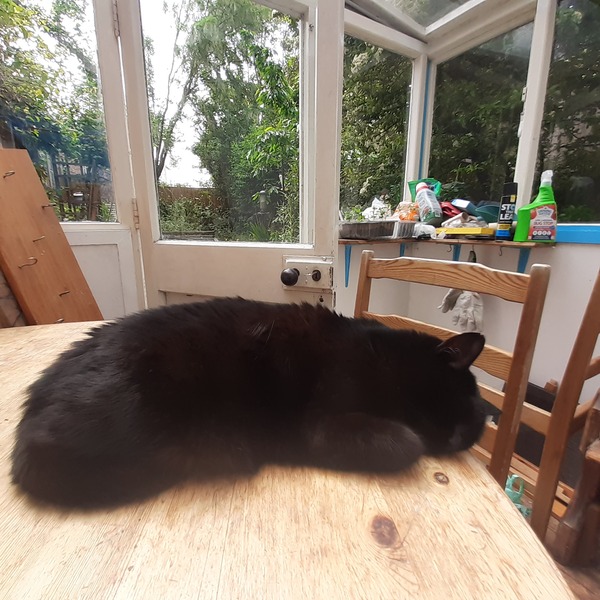 Let's see your sleeping cat pictures