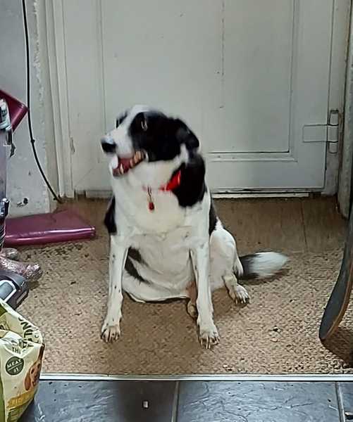 Do you have questions about how to keep your dog healthy and happy post lockdown? Ask PDSA vet and animal expert, Anna Ewers - £200 voucher to be won