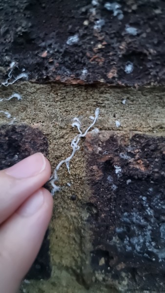 Climbing plant all over rented house