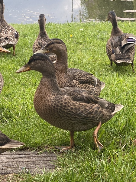 Duck Tales! (Still not what I expected to wake up to this morning)