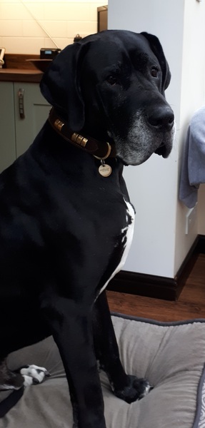Does your dog sit like this?