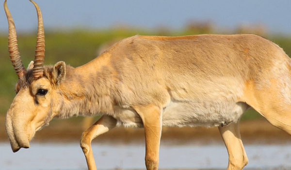 Animals that are...creepy...