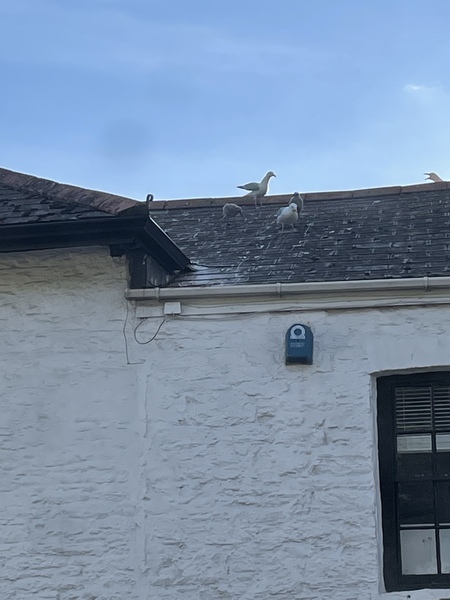 To see how quickly we can fill up this thread?