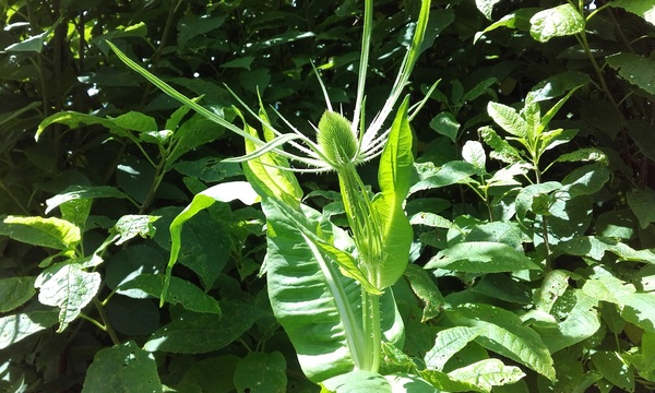 Another plant ID please
