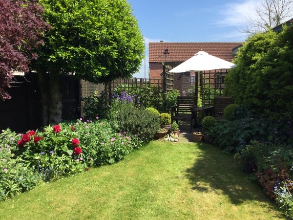 My garden this morning