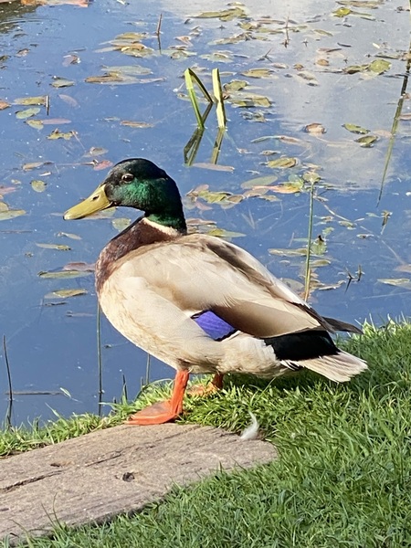 Duck Tales! (Still not what I expected to wake up to this morning)