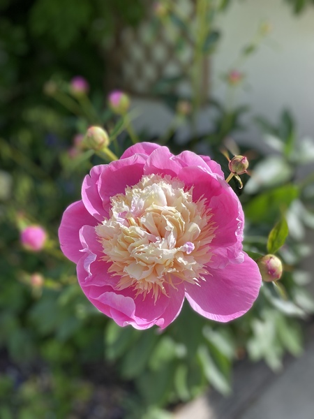 Show us your peonies!