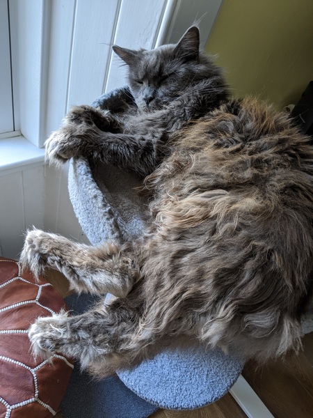 Let's see your sleeping cat pictures