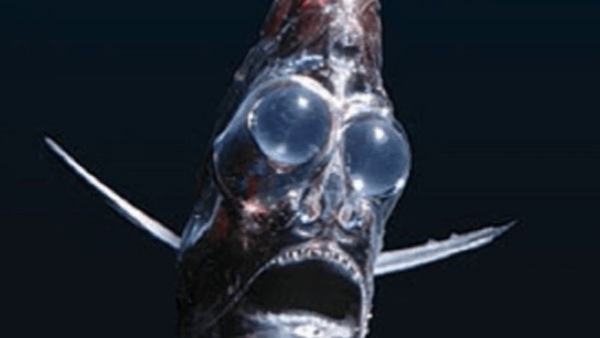 Animals that are...creepy...