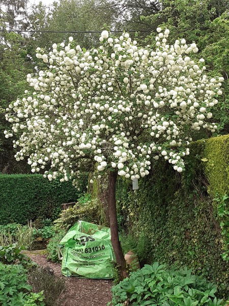Help with trees for garden - dont want to make mistakes
