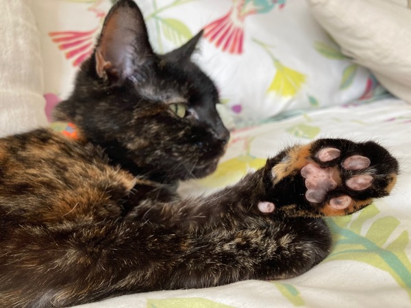 Westminstenders: Put Your Faith In The Home Office