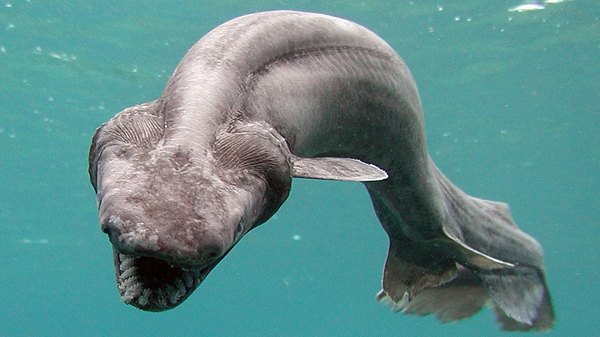 Animals that are...creepy...