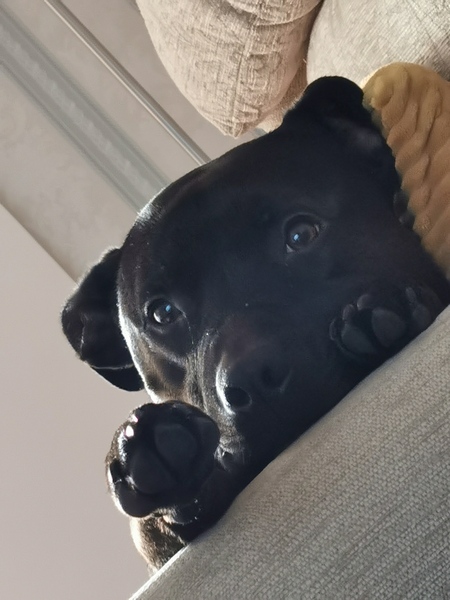 Name your crossbreed - I have a Whaffy.