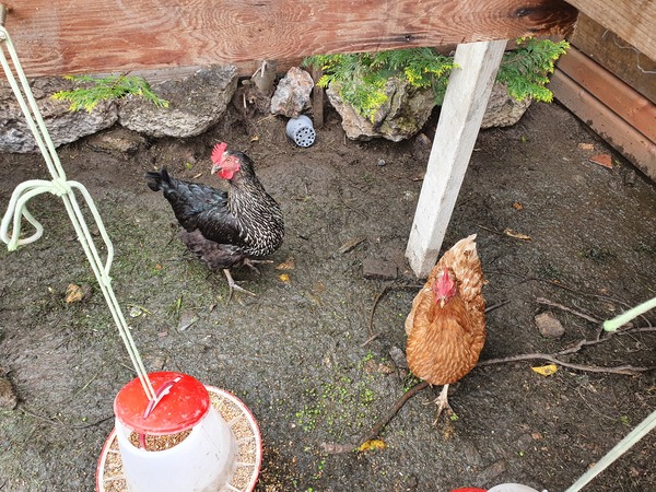 To see how quickly we can fill up this thread?