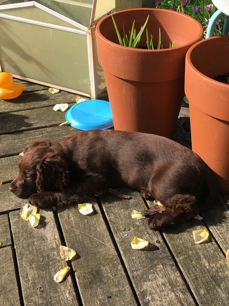 Schedule for working cocker 4 mths old