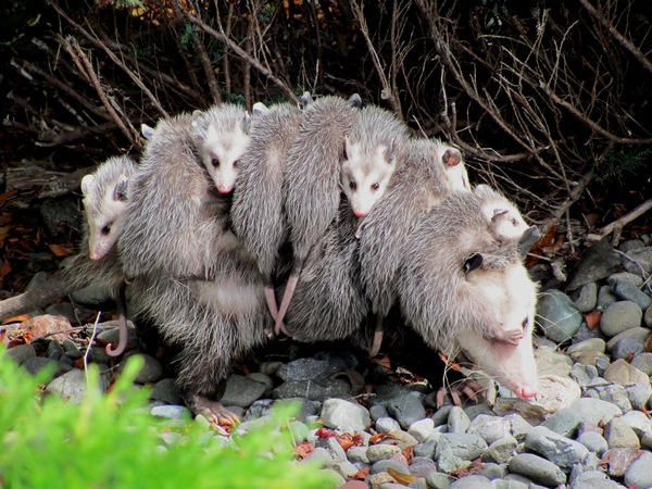 Animals that are...creepy...