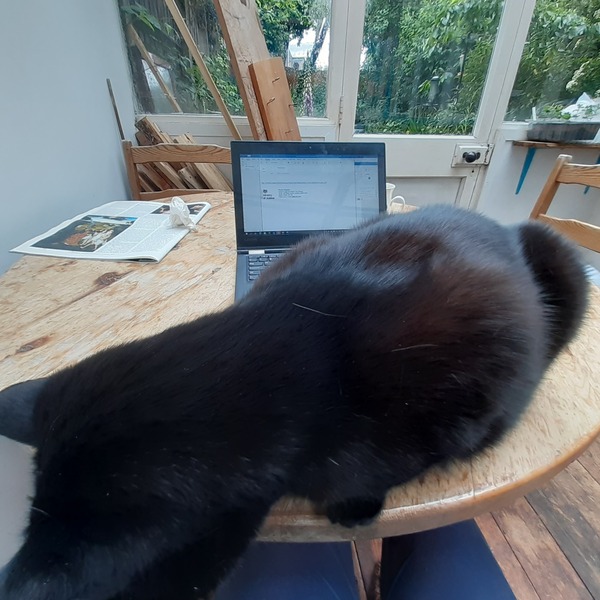 Chez Ollie - All welcome especially Not My Cats. General Cat chat thread