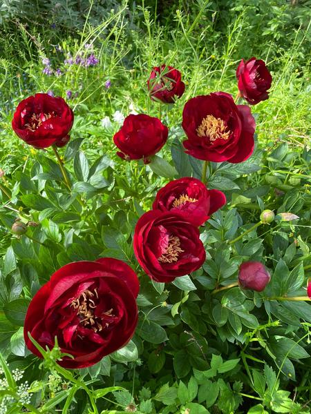 Show us your peonies!