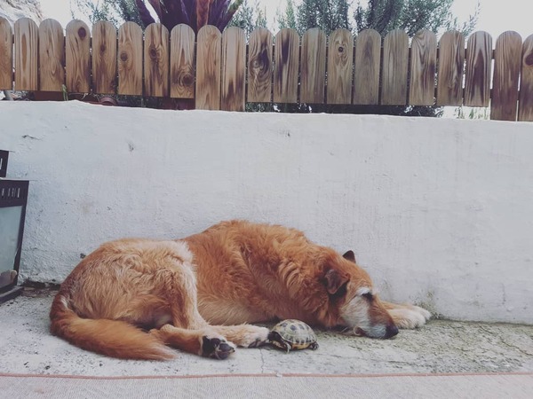 Adopting an old boy - am I crazy?