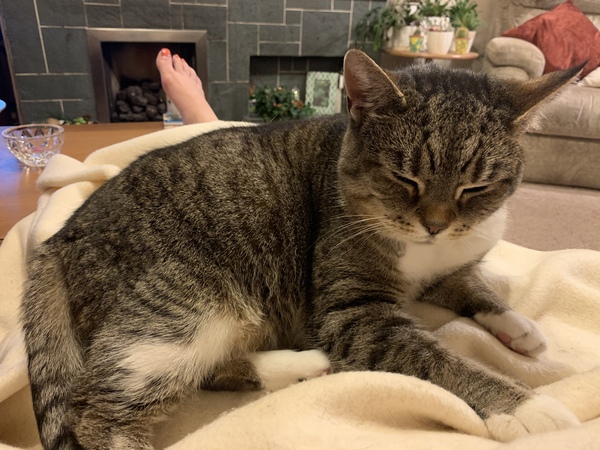 What is your Dcat up to today?
