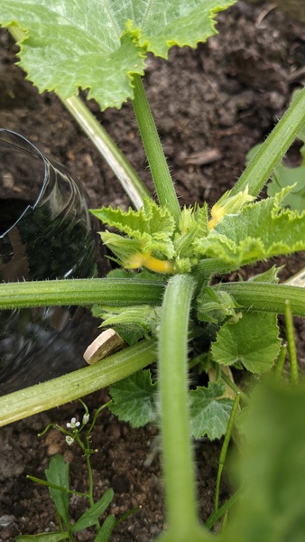 Allotment/Veg Patch Thread 16  Weather weirdness prevails !