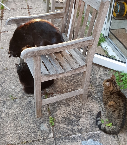 Thug cat part 4.  After all, it's not my Axminster.