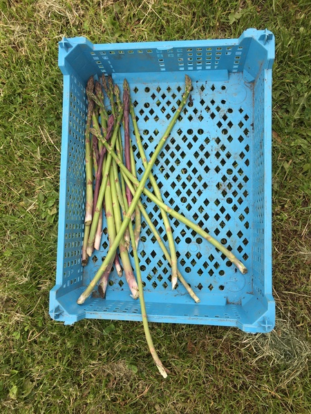 Allotment/Veg Patch Thread 16  Weather weirdness prevails !