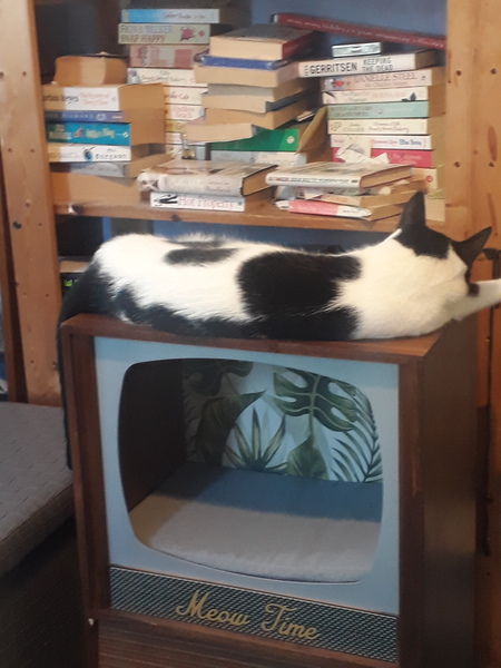 Chez Ollie - All welcome especially Not My Cats. General Cat chat thread