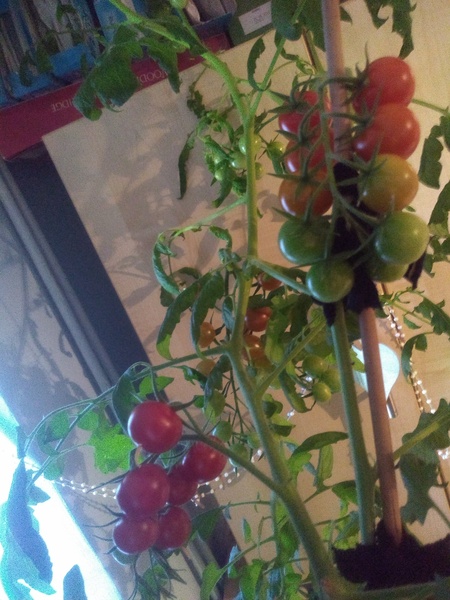 Westminstenders: Put Your Faith In The Home Office