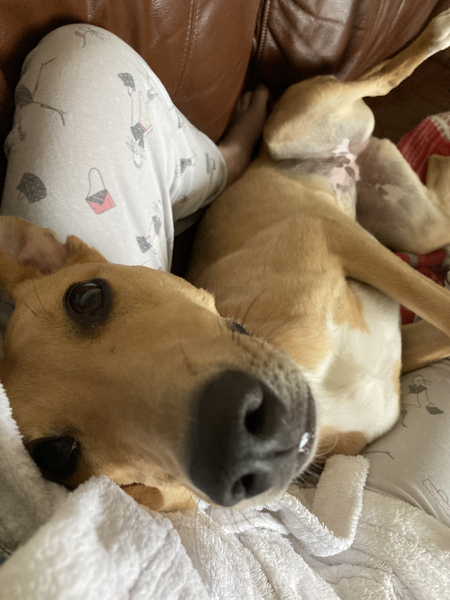 Please show me your dogs...old and young!