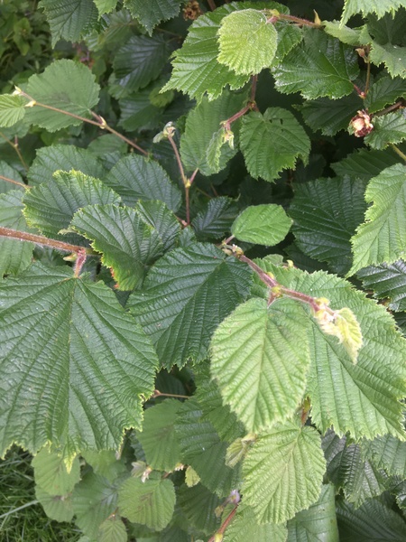 Any help as to what this bush is please