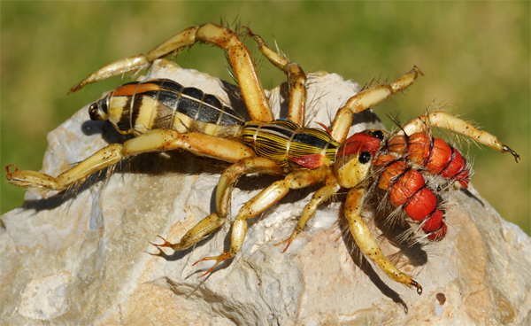 Animals that are...creepy...