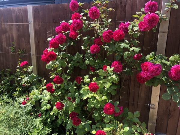 Hardy (beautiful) roses for full sun position - varieties?