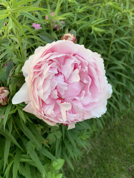 Show us your peonies!