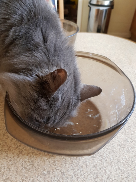 Get out of my breakfast!