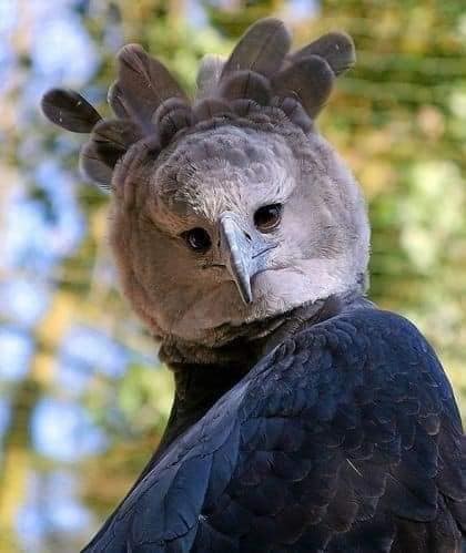 Animals that are...creepy...