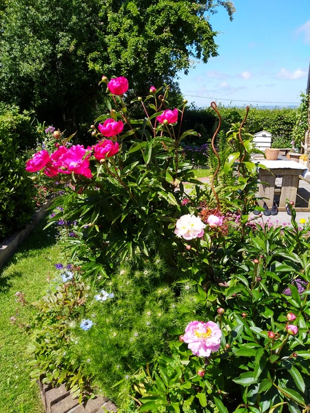 Show us your peonies!